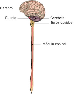 SISTEMA NERVIÓS