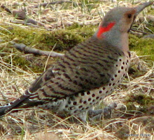 Northern Flicker