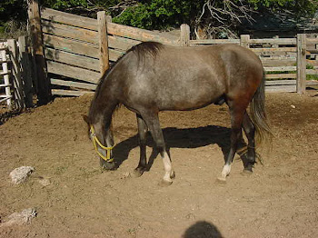 three year old gelding