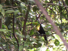 toucan