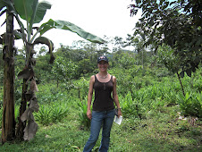 turmeric fields