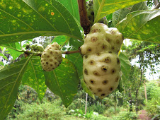 noni fruit