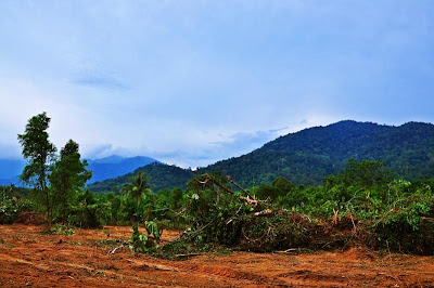 Gambar Pembalakan Haram
