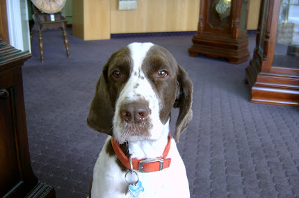 Woody the shop dog..after Jennifer from UPS spoiled him with a treat!