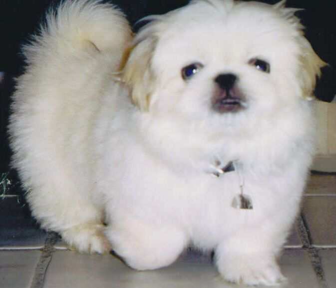 Pomeranian Mix Pekingese