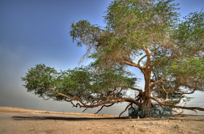 18 Foto Pohon Aneh di Dunia