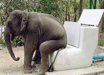 Gambar-gambar Ilusi Optik Terkeren Toilet+gajah+lucu