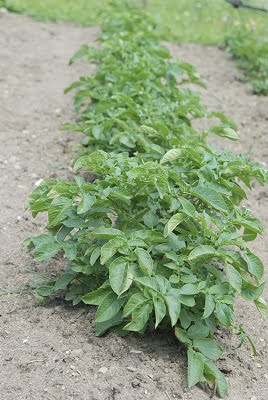 [potatoes.jpg]