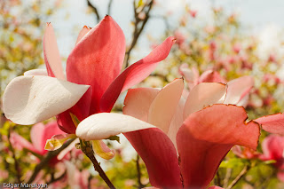 Kiev Botanical Garden Magnolia