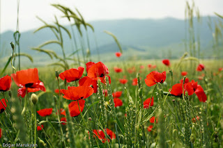 Red Poppy