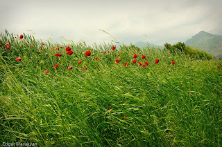 Red Poppy