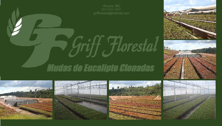 GRIFF FLORESTAL - VIVEIRO DE MUDAS DE EUCALIPTO CLONADAS