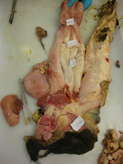 Lewis' Blog: Dissection: Reproductive tract of a cow