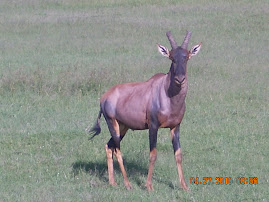 Mara Topi