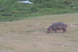 Amboseli