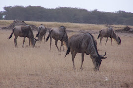 Amboseli