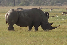 Rhino