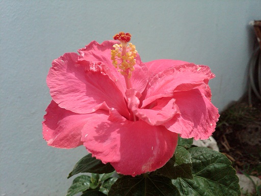 Hibiscus y otras tropicales