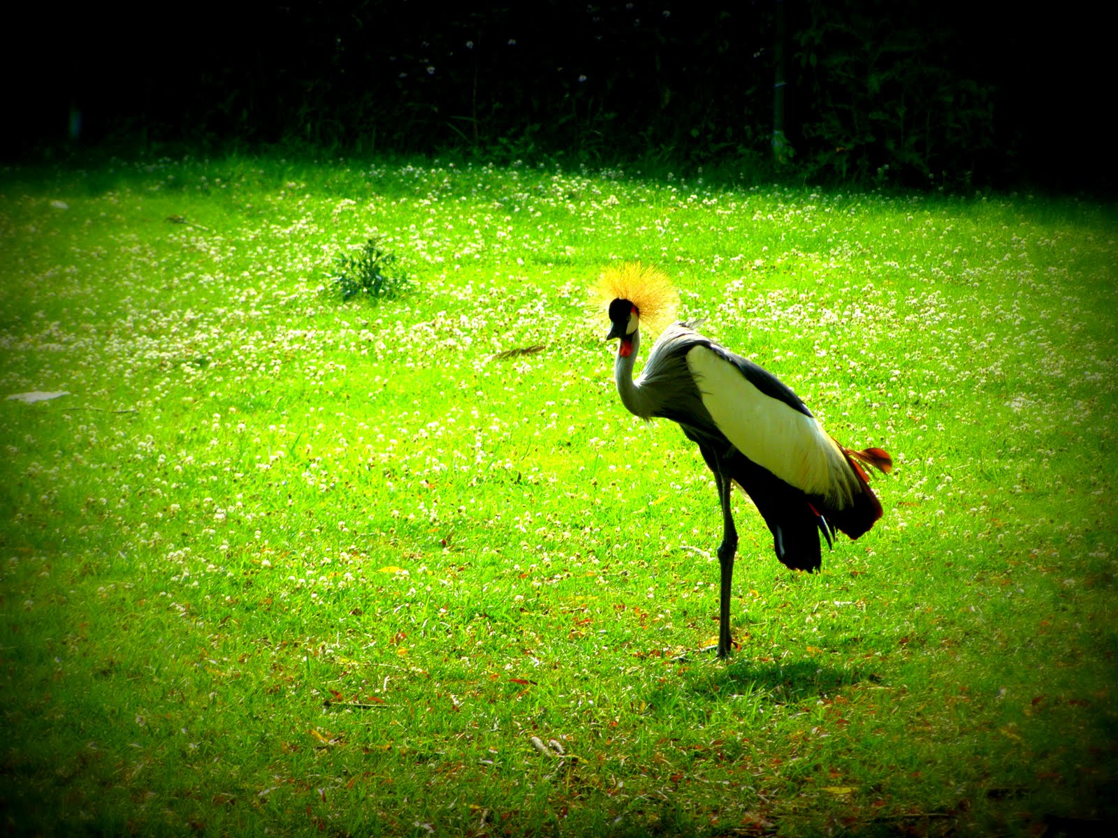 Pish Posh, Oh My Gosh!: African Lion Safari