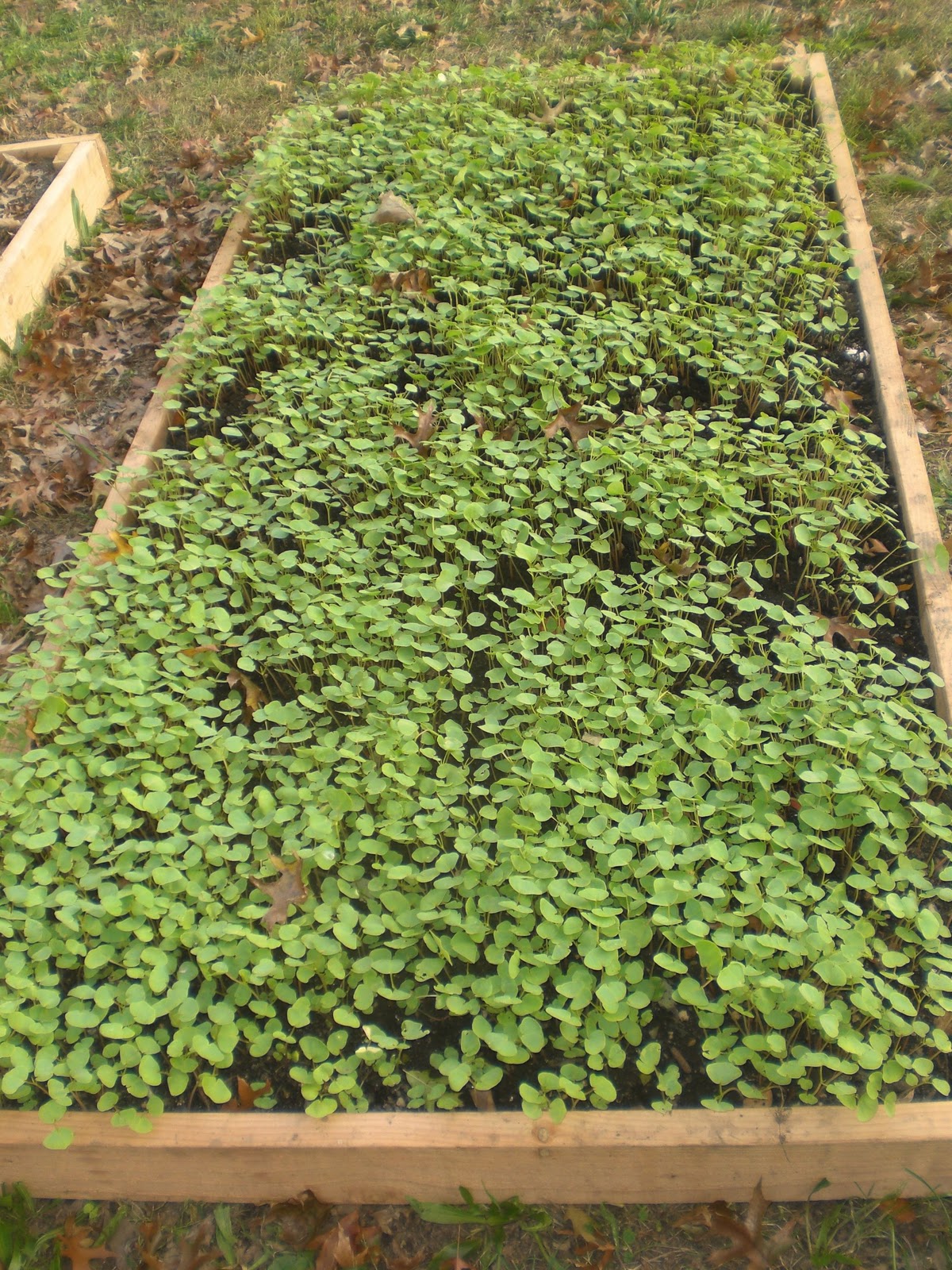 gardening in the boroughs of nyc Buckwheat > Green Manure