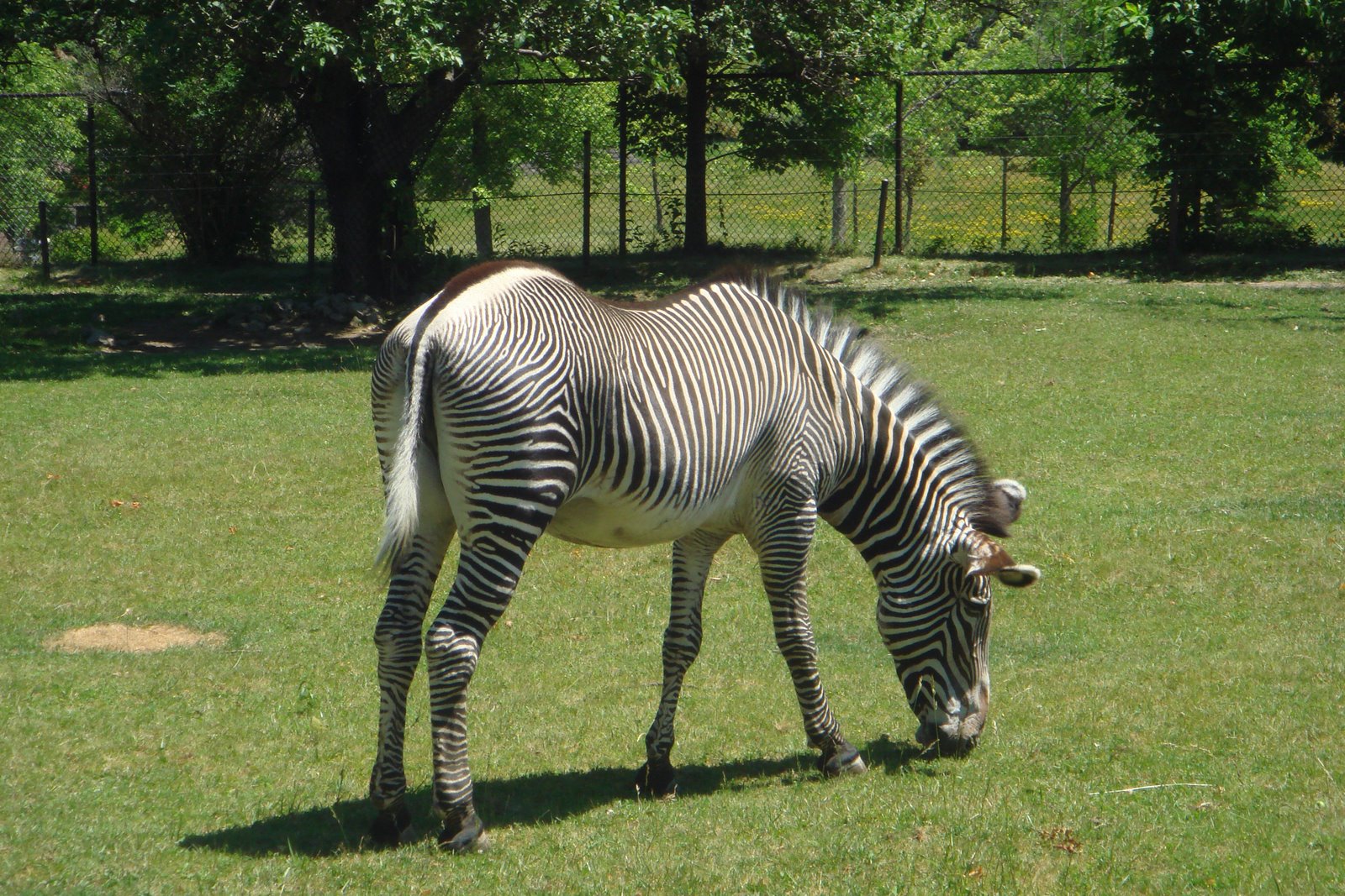 Come up and close with nature's beautiful animals at the Toronto Zoo
