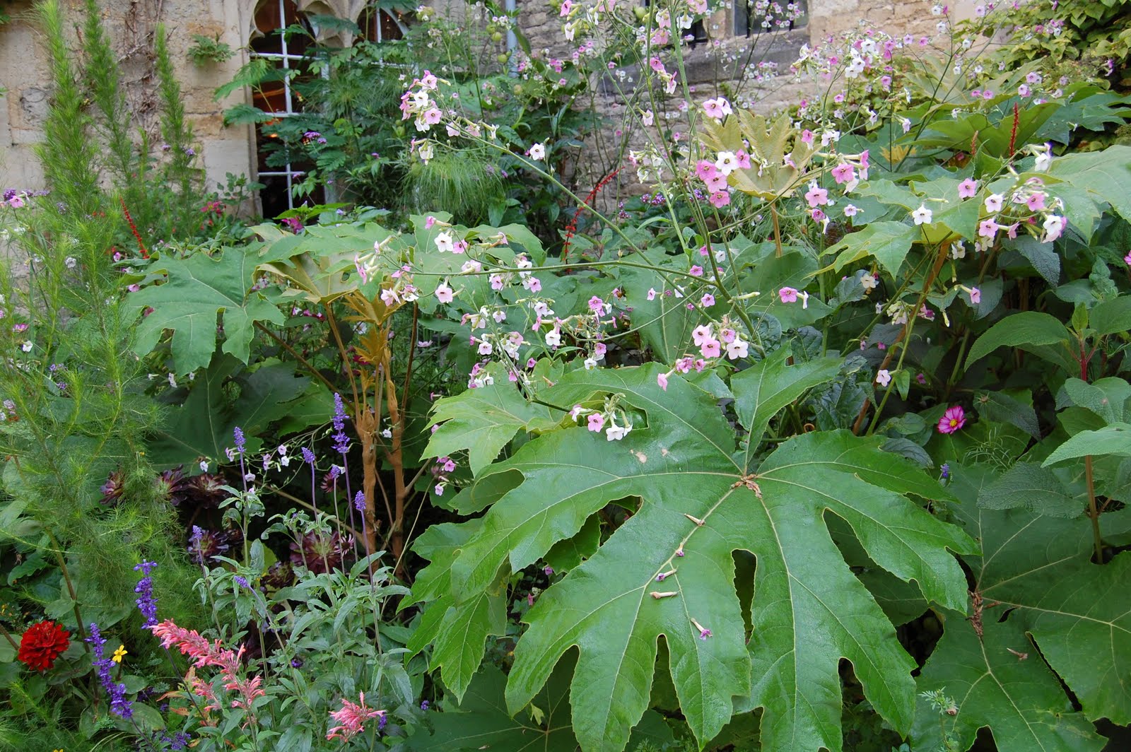 Ma Terre De Bruyere Parlons Du Photinia X Fraseri Red Robin