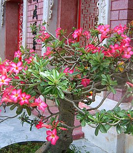 Bonsai