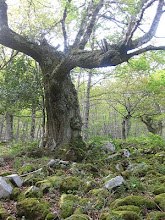 Arbol lleno de magia