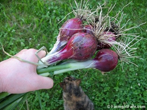 In My Kitchen Garden Garden Journal 6 2 09 Harvesting Spring