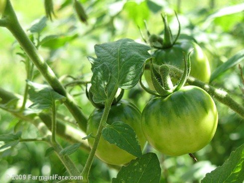 Recipes green tomatoes