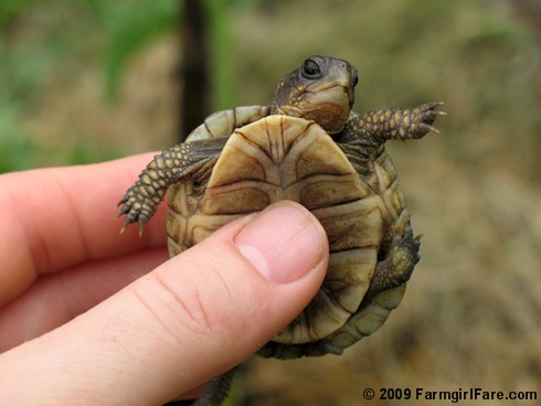 baby turtle pics