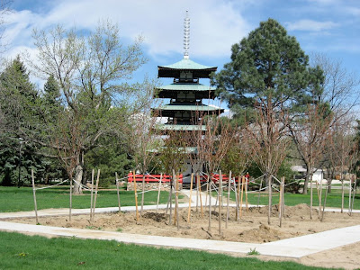 prunus serrulata kanzan