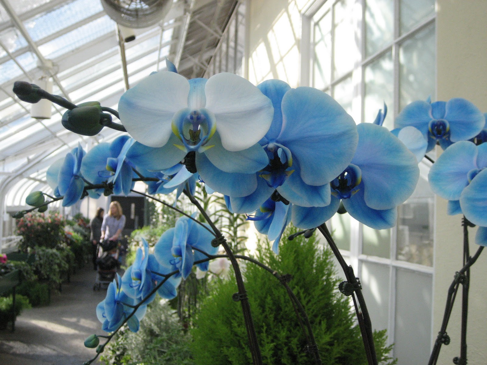 Orchid Phalaenopsis Blue