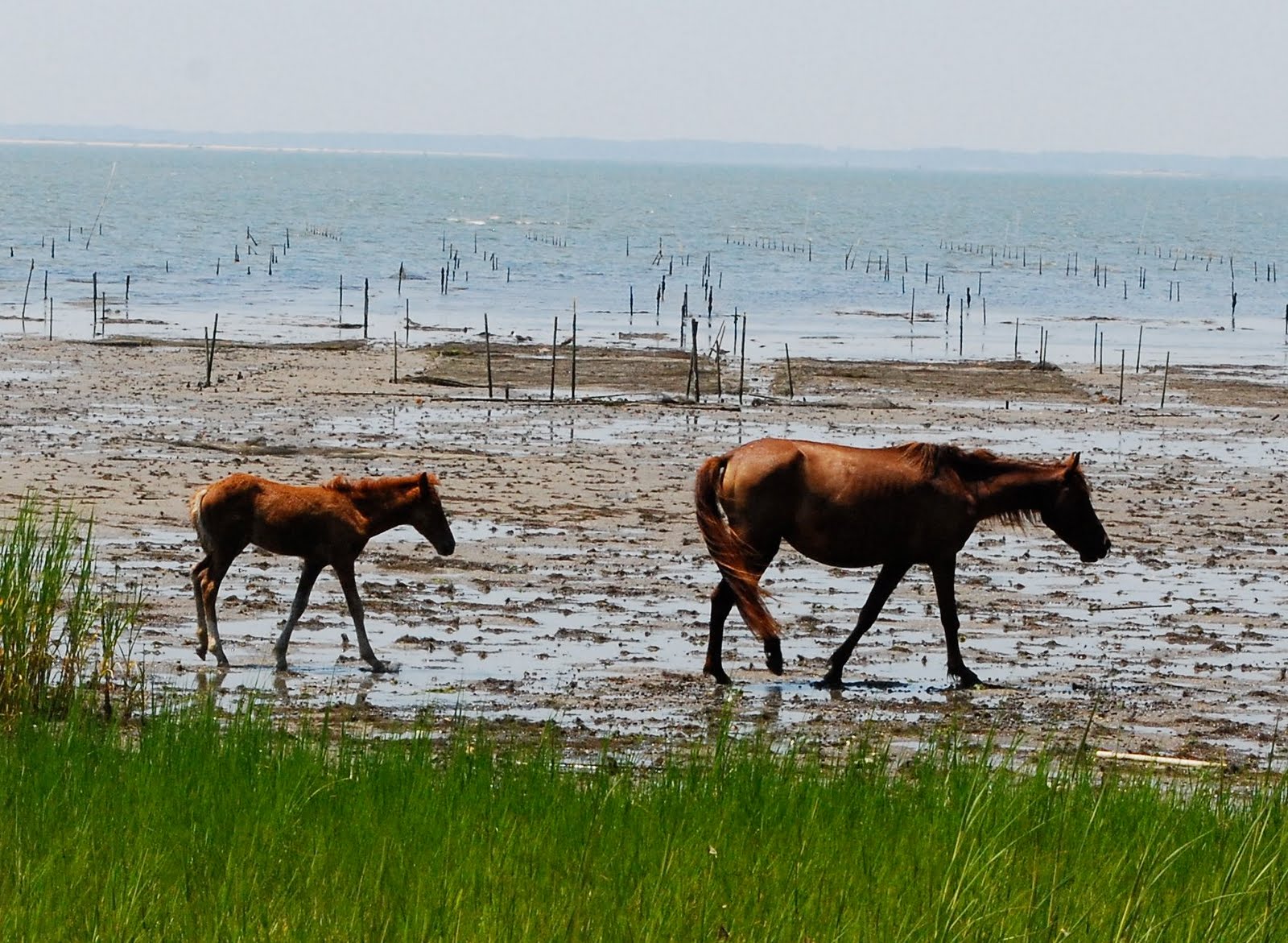Dadventures Wild Horses, Great Biscuits; The Eastern Shore of