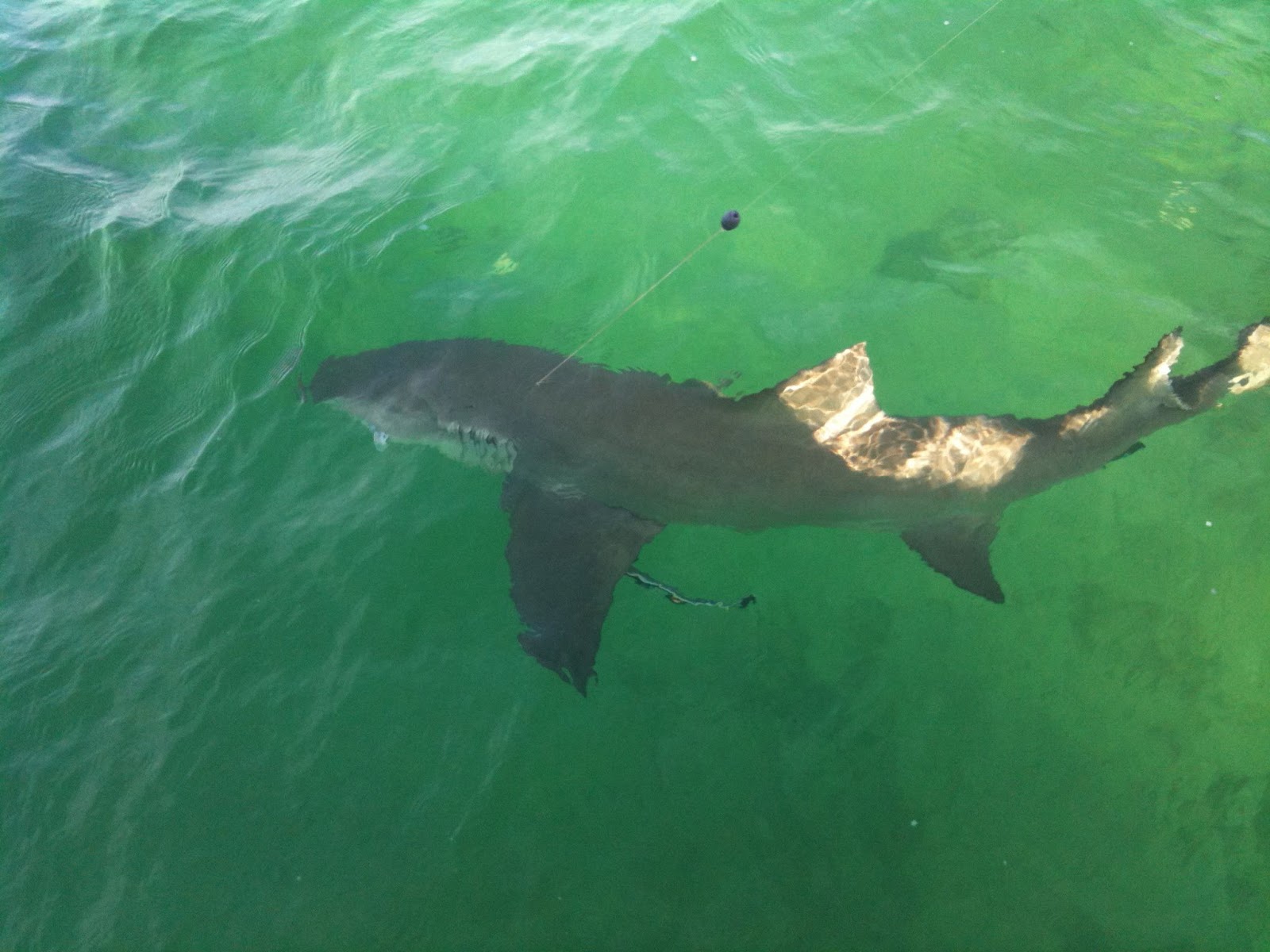 Dadventures A Shark's Tale Fishin on Biscayne Bay; Miami, FL