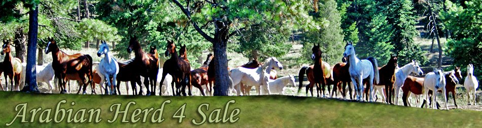 ArabianHerd4Sale