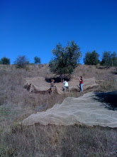 netting olives