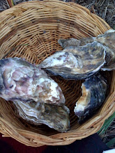 oysters