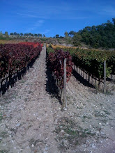 rasta vineyard