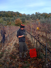 A 1920's football player picking second growth grapes