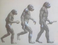 [evolution-primates.jpeg]