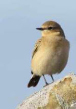 Islay Birds