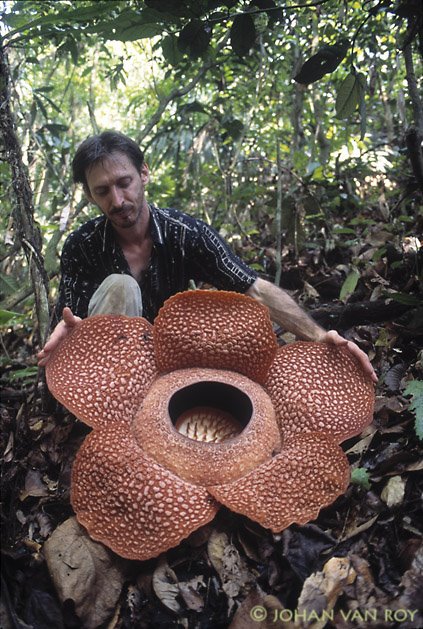 rafflesia%2Barnoldy.jpg