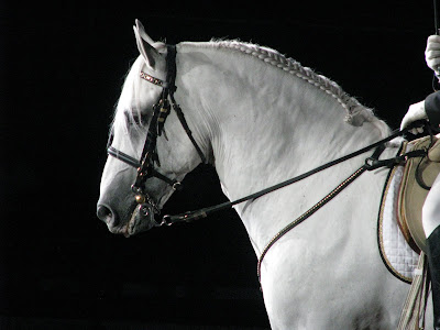 http://2.bp.blogspot.com/_h906iWKl6Mg/SJZJlKuVMvI/AAAAAAAABaE/a6F-SHTbMas/s400/Lipizzaner+Stallions+2008+046.JPG