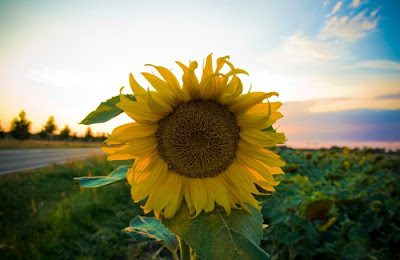 sunflower pictures