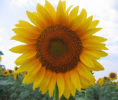 sunflower pictures