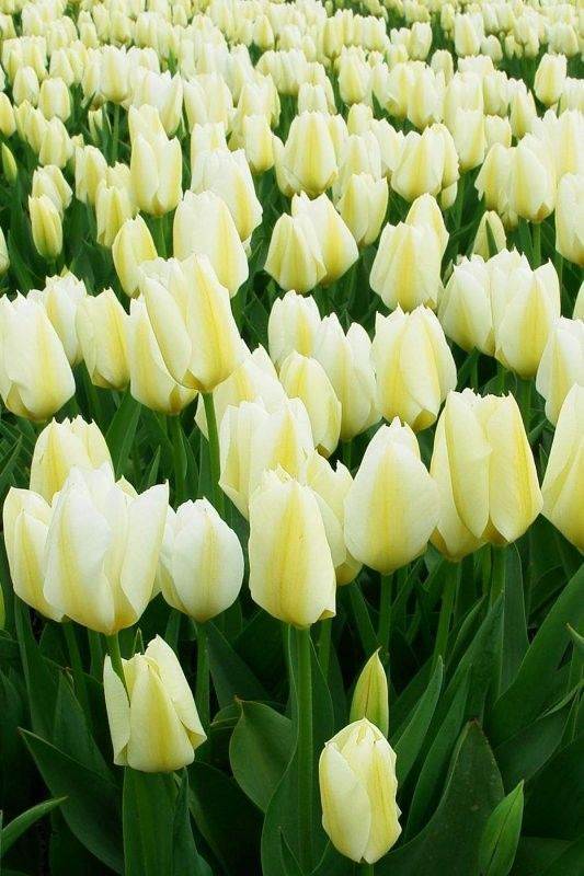 Os lindos campos de tulipas da Holanda