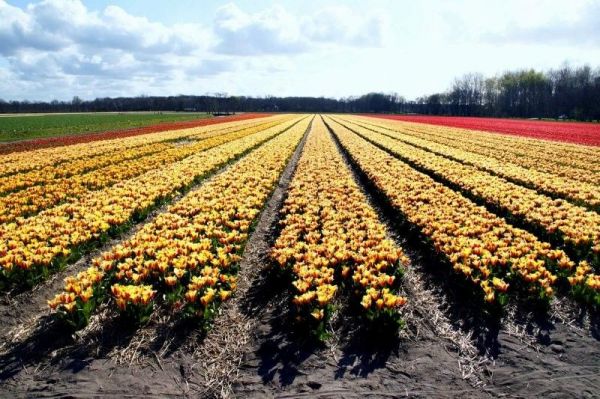 Os lindos campos de tulipas da Holanda