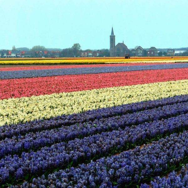 Os lindos campos de tulipas da Holanda