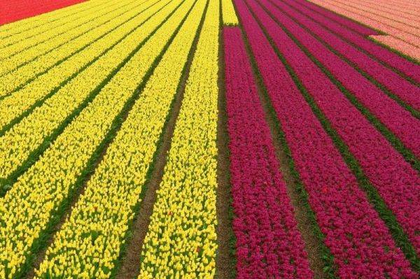 Os lindos campos de tulipas da Holanda